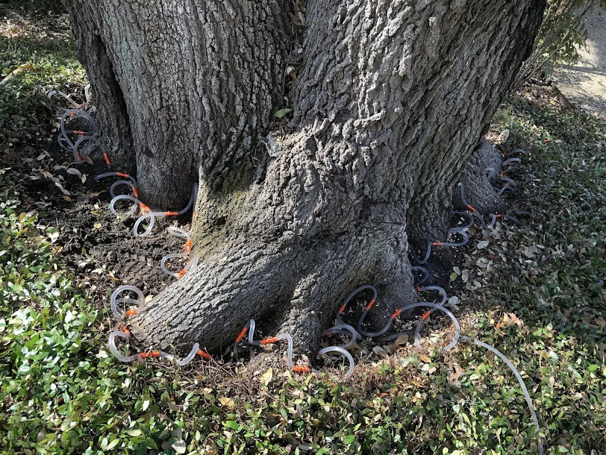 Detailed Tree Cabling and Bracing job site in White Oak